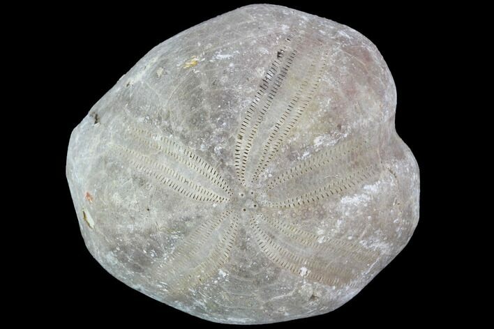 Toxaster Fossil Echinoid (Sea Urchin) - Agadir, Morocco #90604